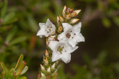Epacris microphylla