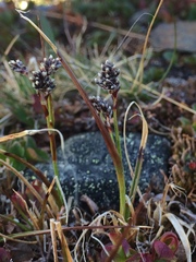 Luzula arcuata