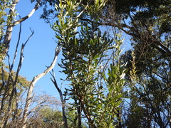 Banksia aemula