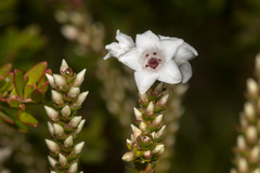 Epacris microphylla