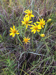 Dysodiopsis tagetoides