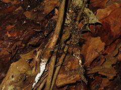 Leptotarsus binotatus