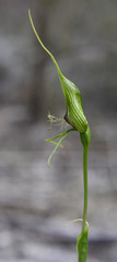 Pterostylis heberlei