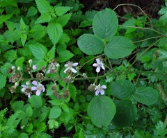 Rubus robiae