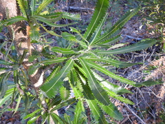 Banksia aemula