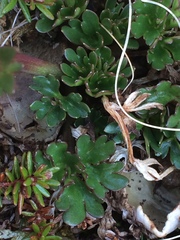 Ranunculus glacialis