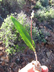 Lachenalia bolusii