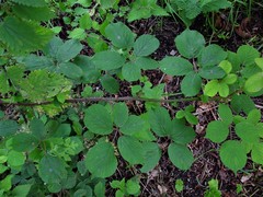 Rubus robiae
