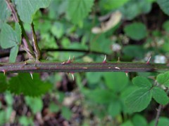 Rubus robiae