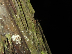 Ploiaria antipodum