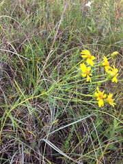 Dysodiopsis tagetoides