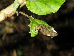Brachyolus punctatus