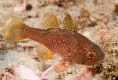 Vincentia novaehollandiae