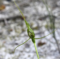 Pterostylis heberlei