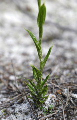 Pterostylis heberlei