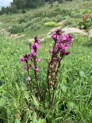 Pedicularis nordmanniana