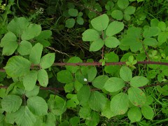 Rubus robiae