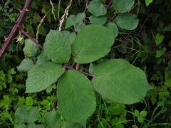 Rubus robiae