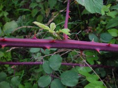 Rubus robiae