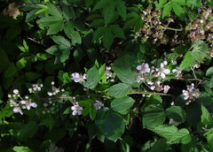 Rubus robiae