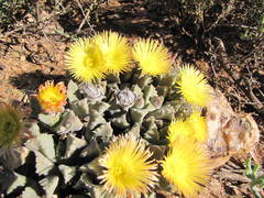 Odontophorus marlothii