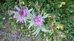 Centaurea uniflora