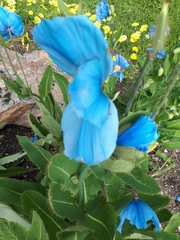 Meconopsis grandis