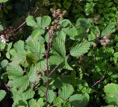 Rubus nemoralis