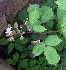 Rubus nemoralis