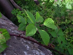 Rubus nemoralis