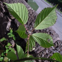 Rubus nemoralis