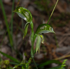 Pterostylis viriosa