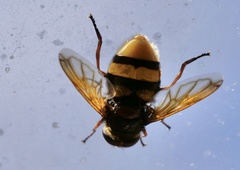 Volucella zonaria