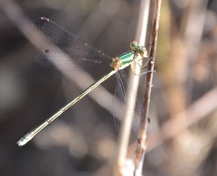 Lestes virens virens