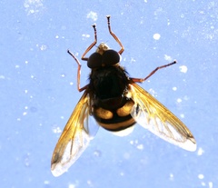 Volucella zonaria