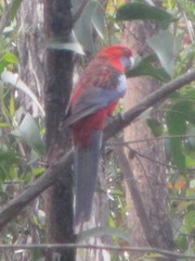 Platycercus elegans elegans