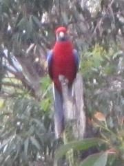 Platycercus elegans elegans