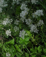 Pimpinella major