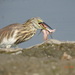 Indian Pond Heron - Photo (c) Rujuta Vinod, some rights reserved (CC BY-NC), uploaded by Rujuta Vinod