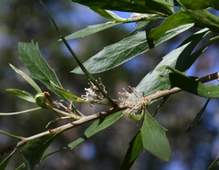 Hakea oleifolia