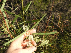 Acacia suaveolens
