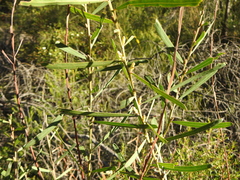 Acacia suaveolens