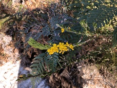 Aotus lanigera