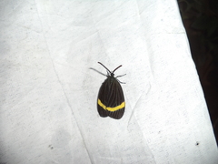 Pidorus
