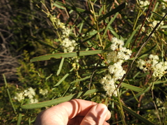 Acacia suaveolens