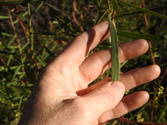 Acacia suaveolens
