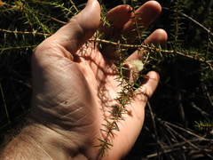 Acacia ulicifolia