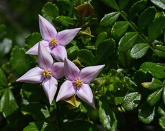 Boronia alata