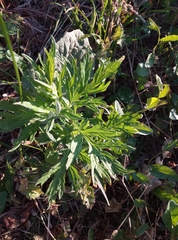 Artemisia vulgaris