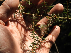 Acacia ulicifolia
